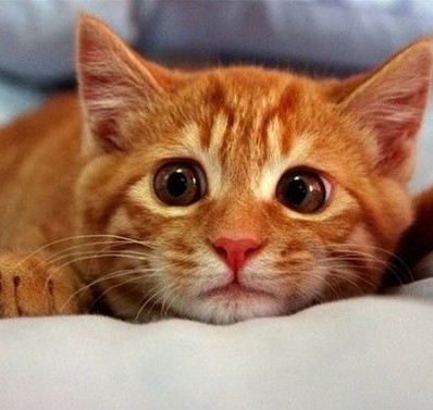 кошара.jpg