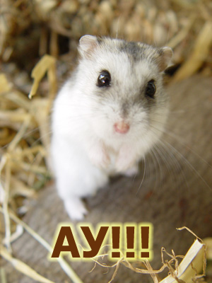 hamster.jpg