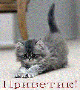 531121985.gif