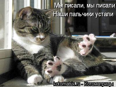 котик.jpg