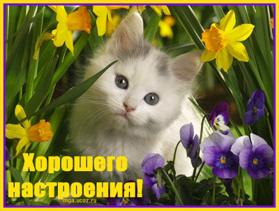 horosh_nastroenia_3454.gif