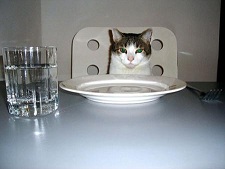 cat2.jpg