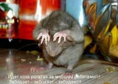 koza.JPG