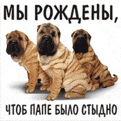dogs.jpg